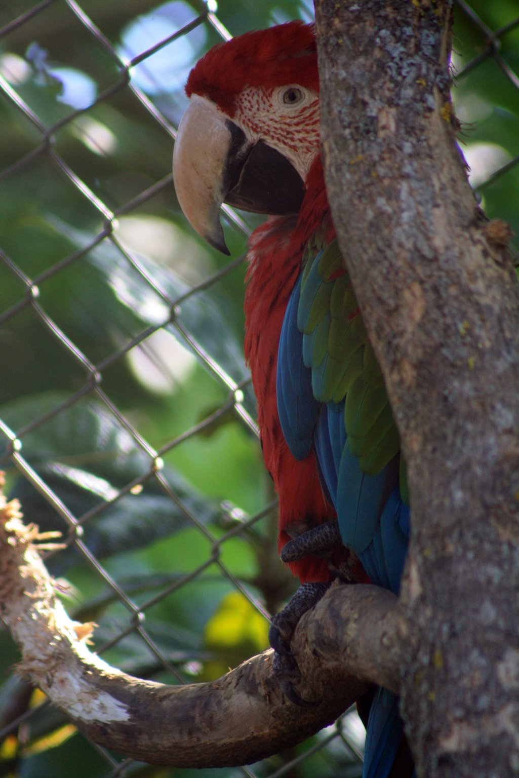 Fonds d'cran Animaux Oiseaux - Perroquets Perroquet timide