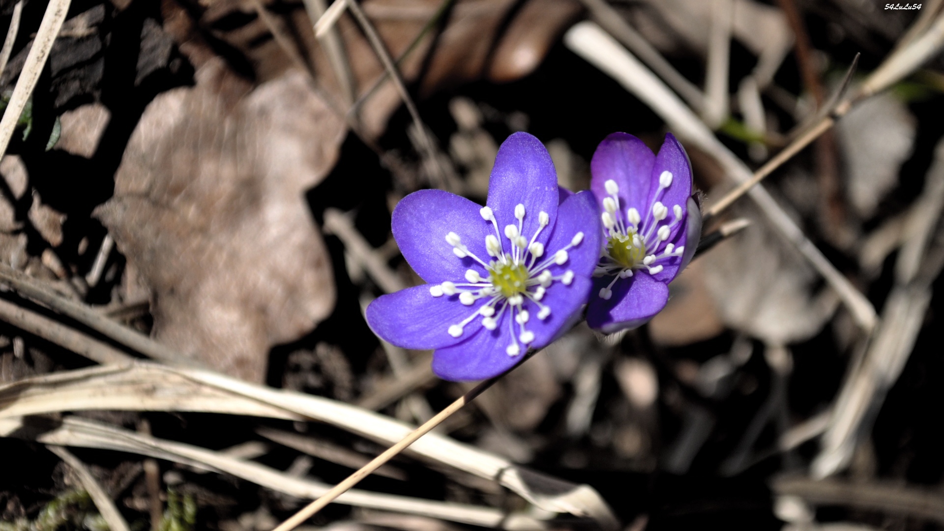 Wallpapers Nature Flowers 