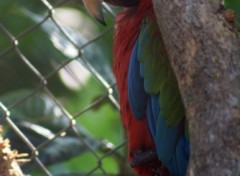 Fonds d'cran Animaux Perroquet timide