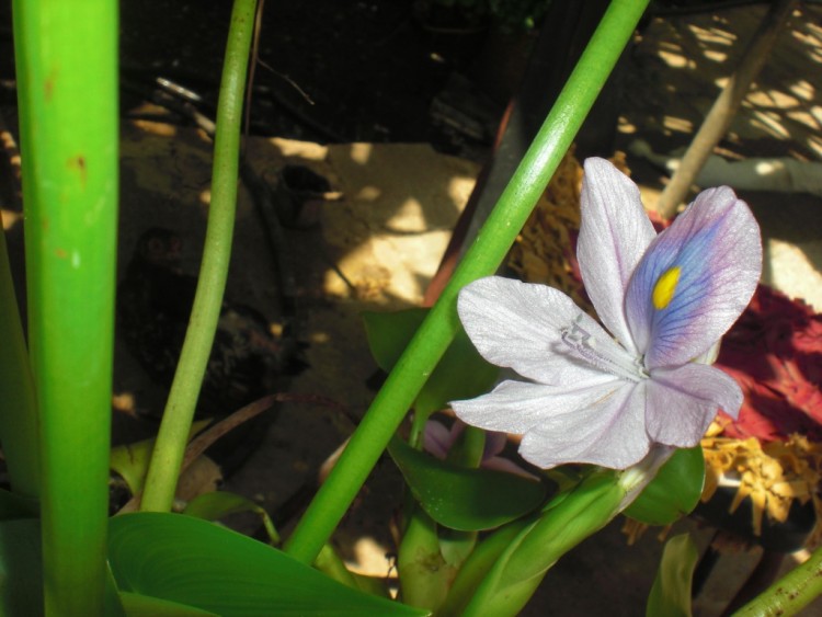 Fonds d'cran Nature Fleurs regard d'une fleur