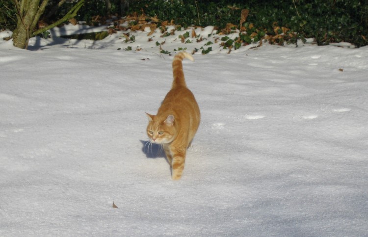 Fonds d'cran Animaux Chats - Chatons caramel