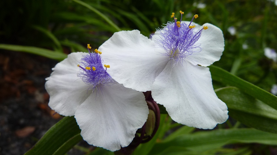 Fonds d'cran Nature Fleurs petite fleur blanche au coeur bleu