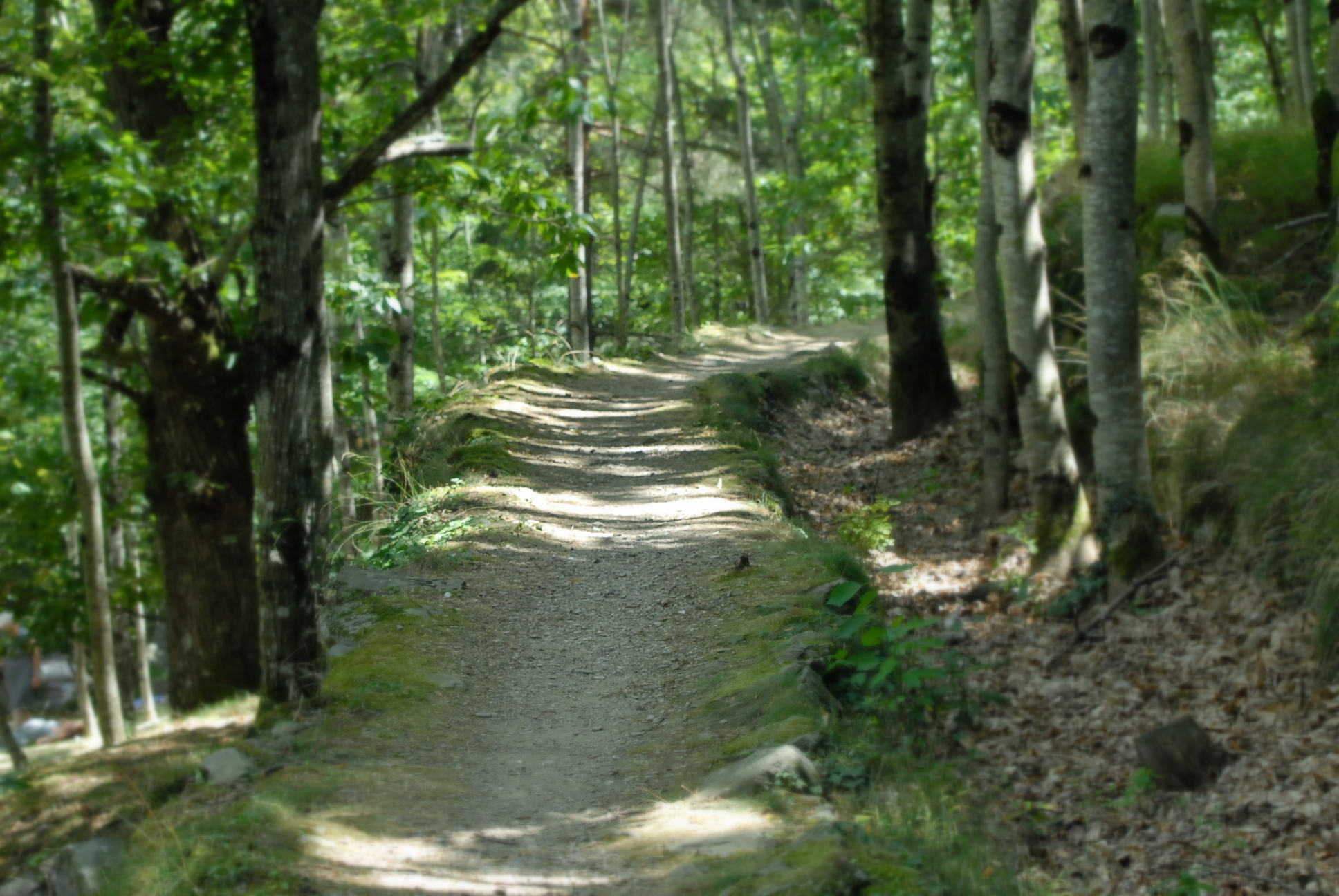 Wallpapers Nature Trees - Forests 