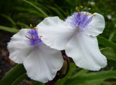 Fonds d'cran Nature petite fleur blanche au coeur bleu