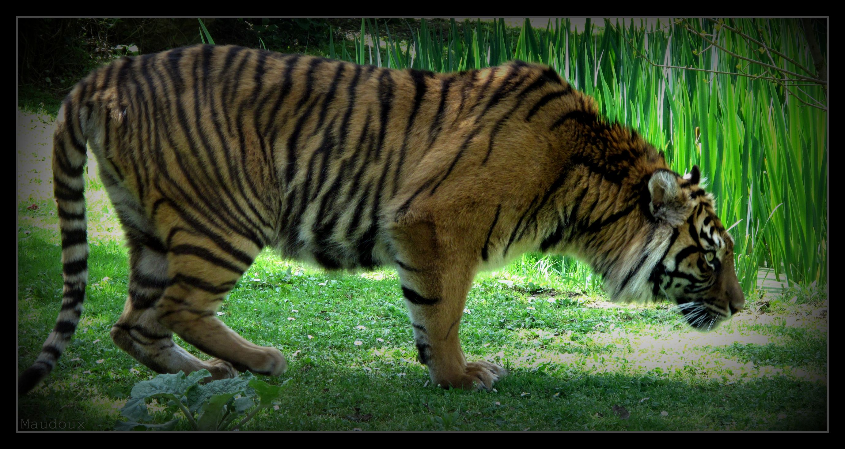 Wallpapers Animals Felines - Tigers Cadre.