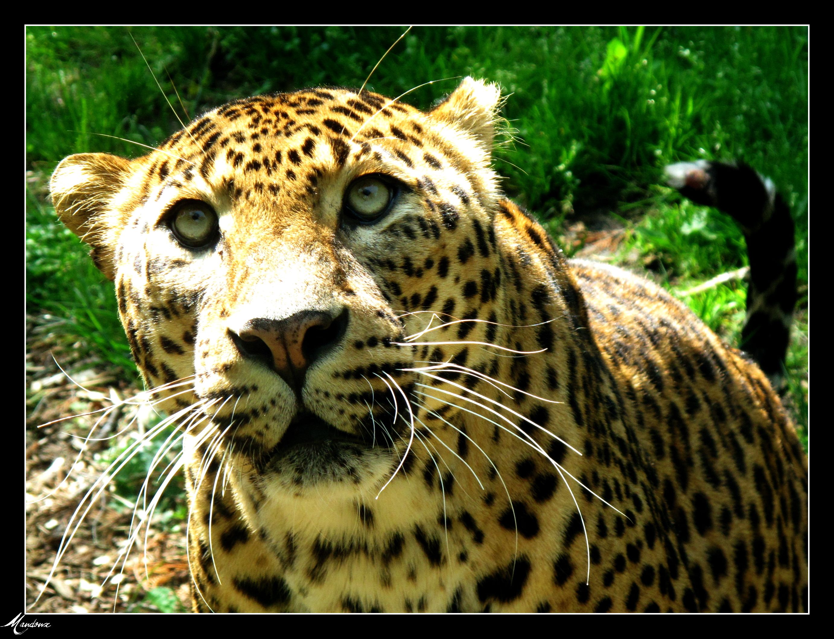 Wallpapers Animals Felines - Leopards Couleur velours.