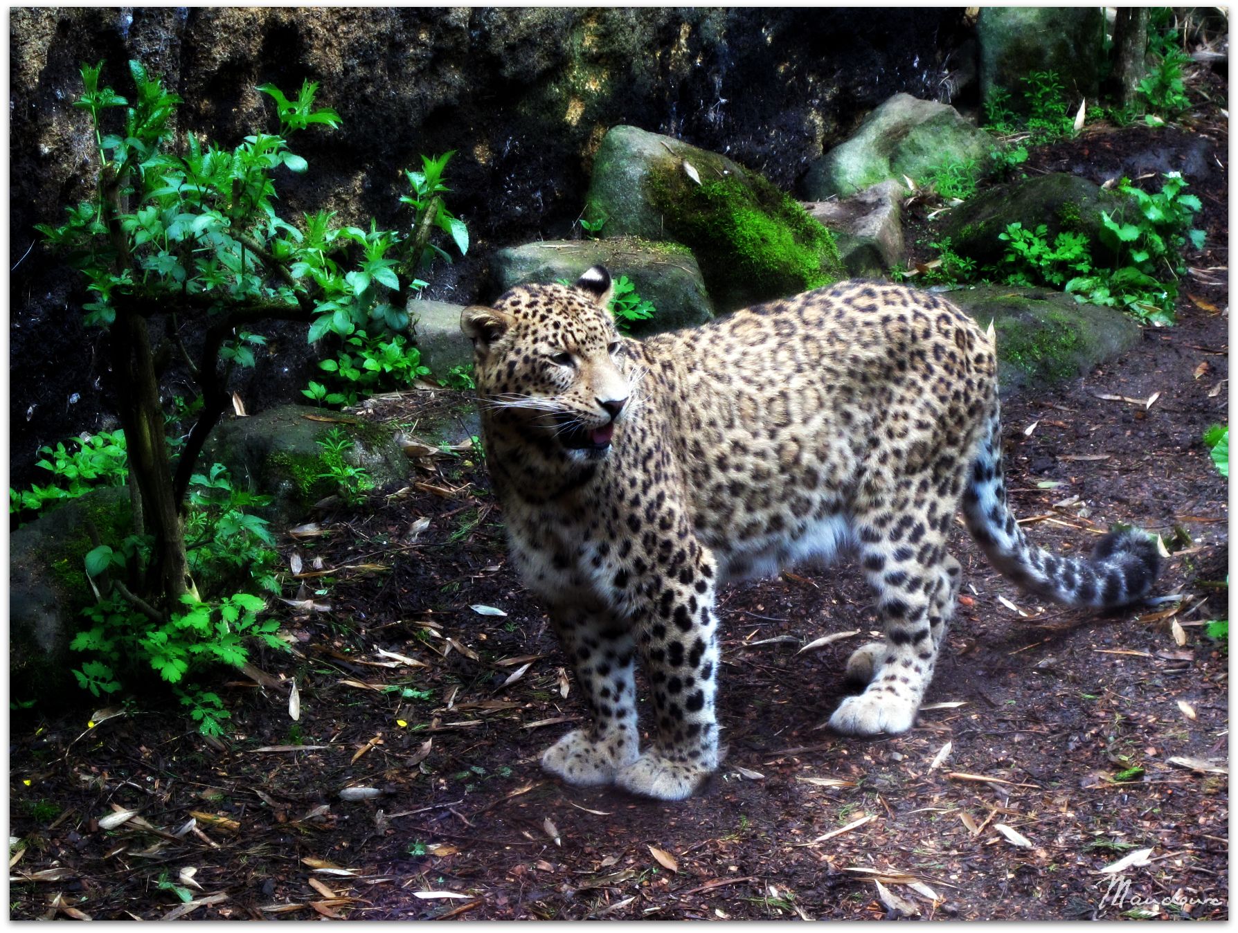 Fonds d'cran Animaux Flins - Lopards Velout/