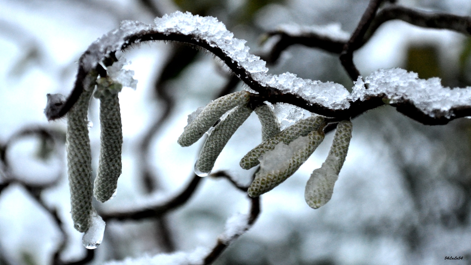 Fonds d'cran Nature Saisons - Hiver PREMIERES NEIGES ...