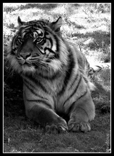 Wallpapers Animals Felines - Tigers L'ombre d'un repos.