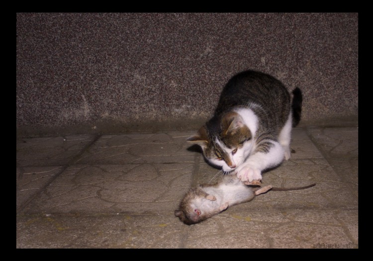 Fonds d'cran Animaux Chats - Chatons Murko- chasseur