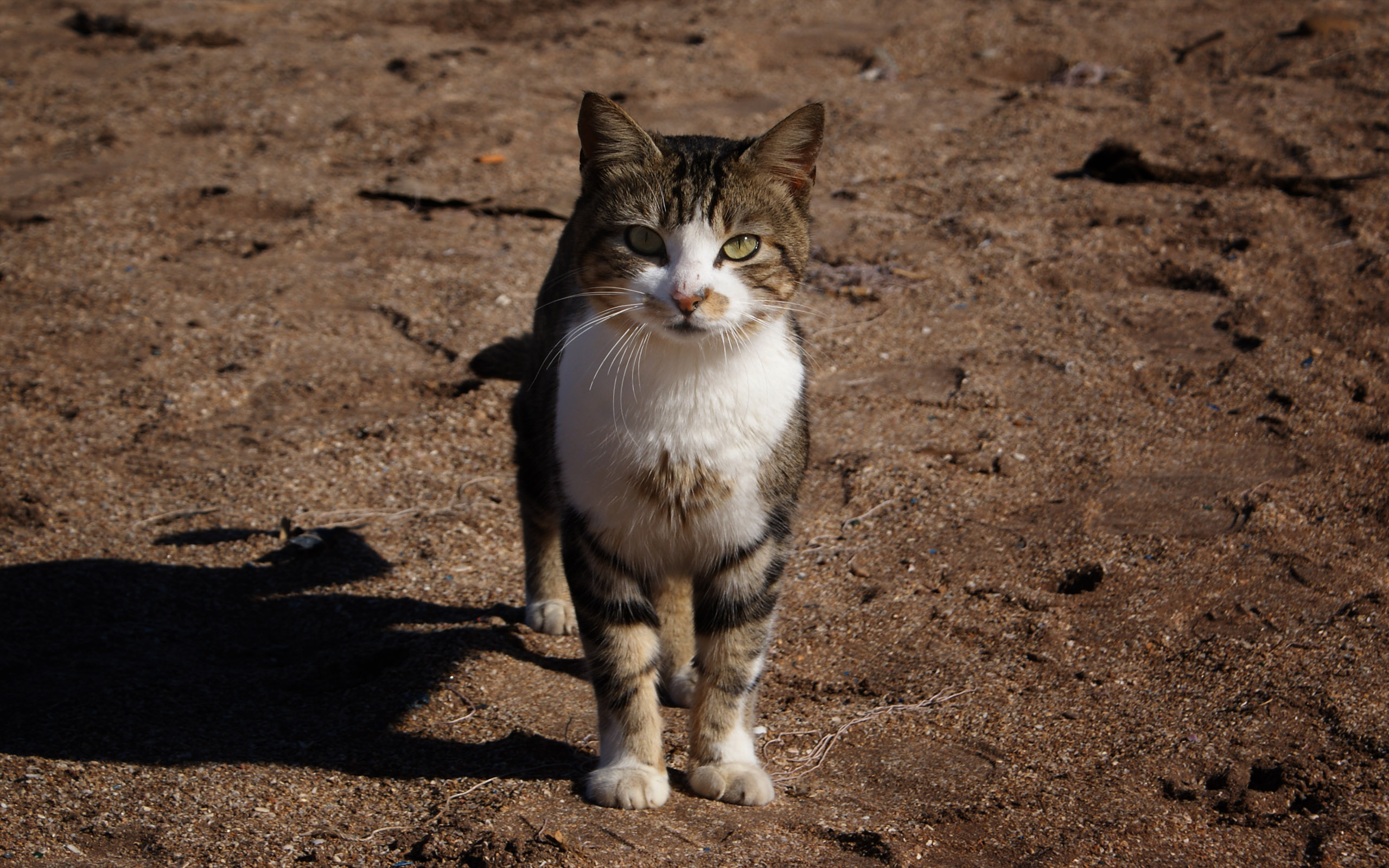 Fonds d'cran Animaux Chats - Chatons katze