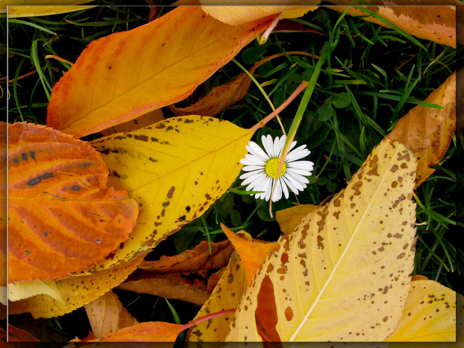 Fonds d'cran Nature Feuilles - Feuillages 