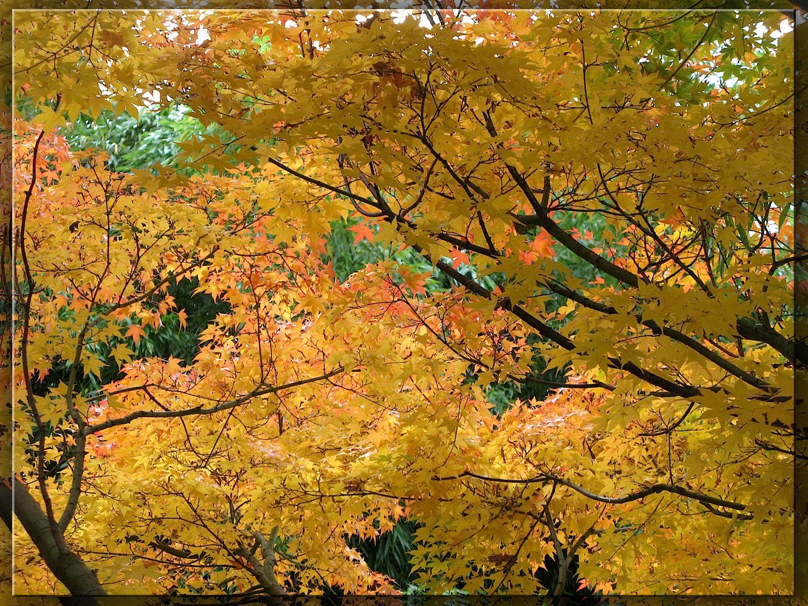 Wallpapers Nature Leaves - Foliage 