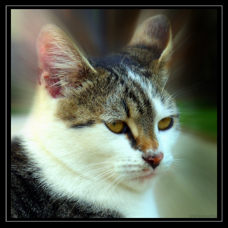 Wallpapers Animals Cats - Kittens Murko-portrait de famille