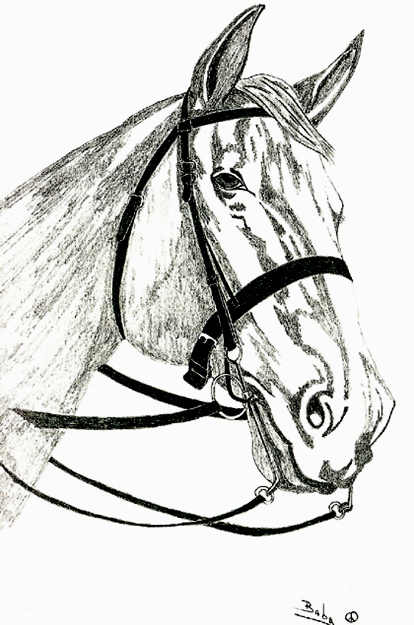 Fonds d'cran Art - Crayon Animaux - Chevaux Tte de cheval blanc