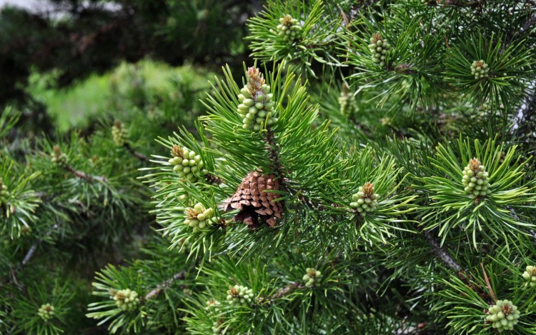 Fonds d'cran Nature Arbres - Forts Pomme de pins