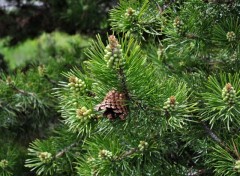 Fonds d'cran Nature Pomme de pins