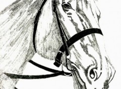 Wallpapers Art - Pencil Tte de cheval blanc