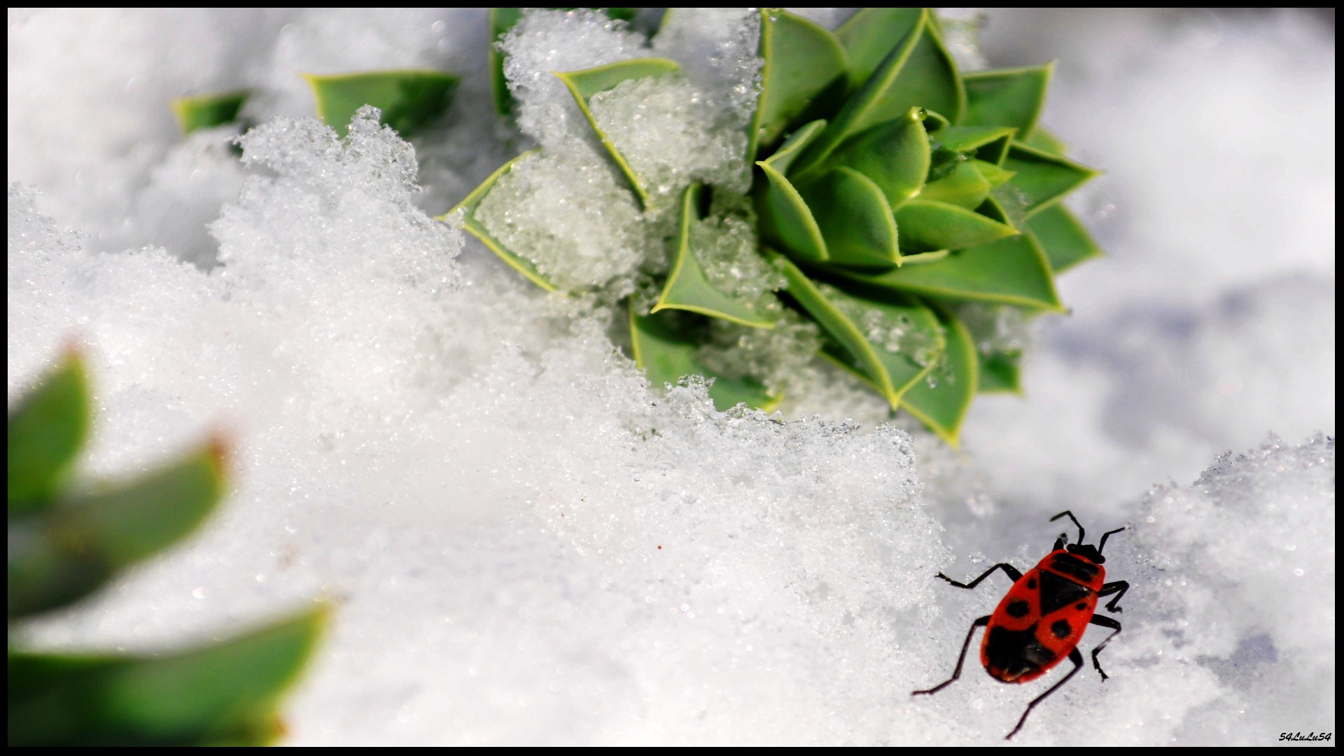 Fonds d'cran Nature Saisons - Hiver SOLDAT VAILLANT ...