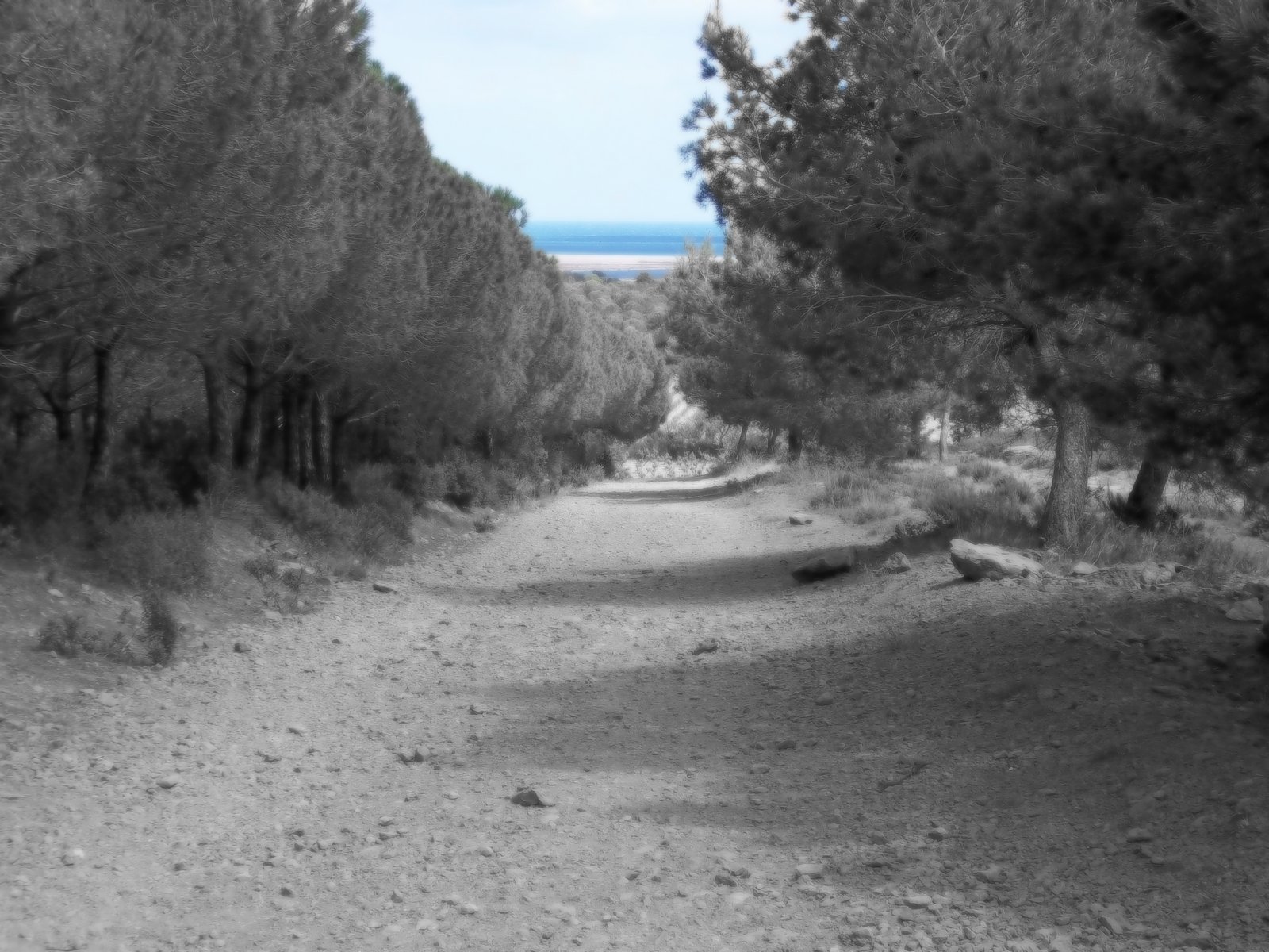 Fonds d'cran Nature Arbres - Forts chemin vers la mer