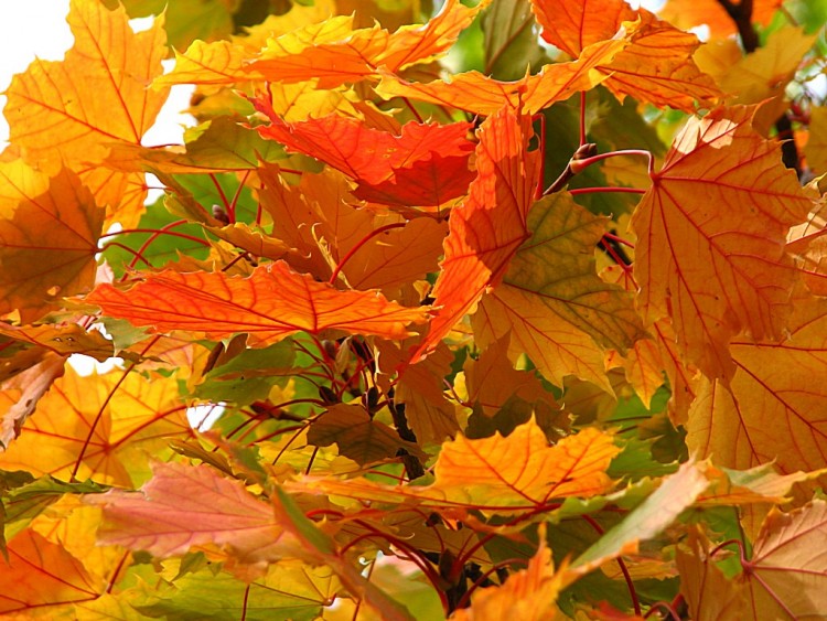 Fonds d'cran Nature Feuilles - Feuillages Feuilles d'rable 