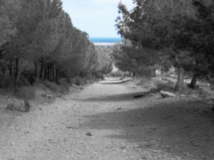 Fonds d'cran Nature Arbres - Forts chemin vers la mer