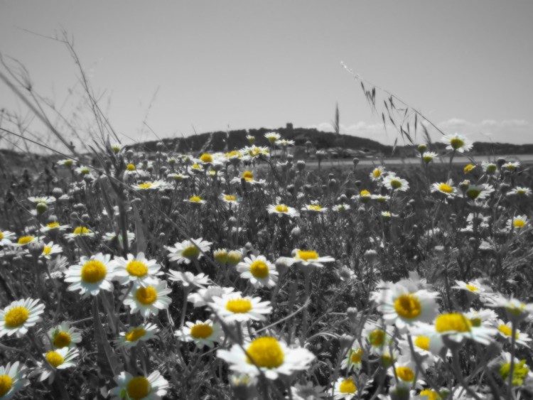 Fonds d'cran Nature Fleurs Marguerites avec vue sur le chteau de Gruissan