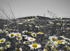 Wallpapers Nature Marguerites avec vue sur le chteau de Gruissan