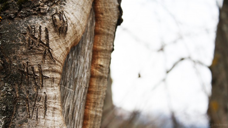 Fonds d'cran Nature Arbres - Forts Le temps passe et s'efface pas les tracent...