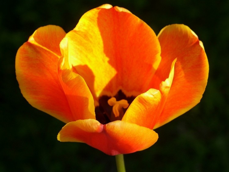 Fonds d'cran Nature Fleurs tulipe