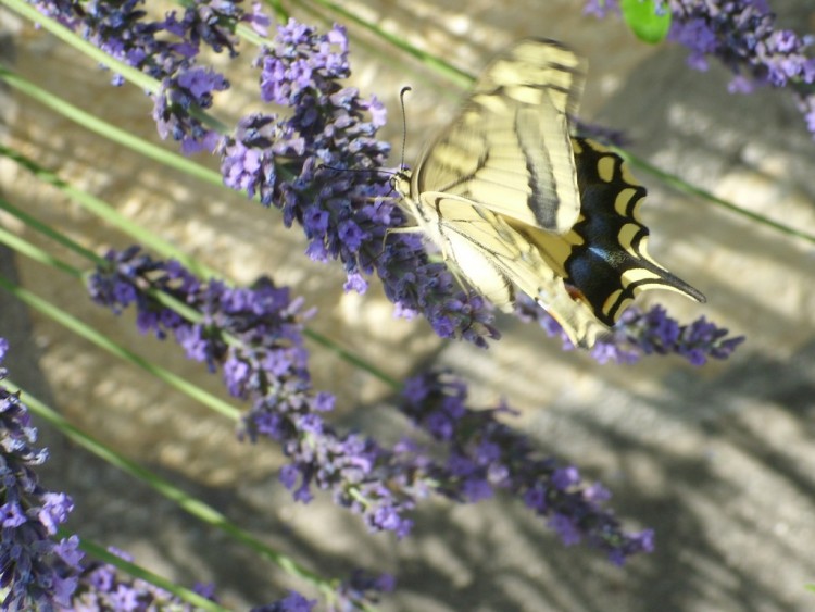 Fonds d'cran Animaux Insectes - Papillons papillon