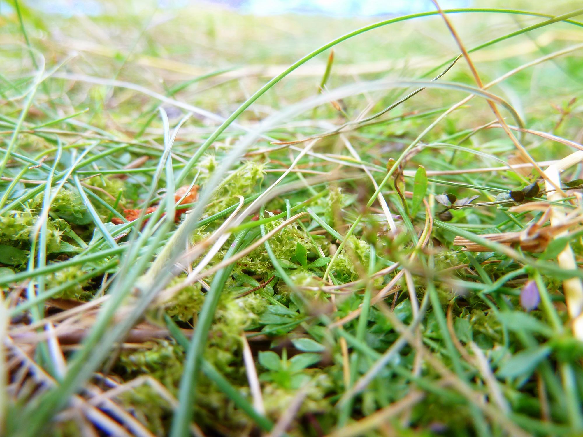 Fonds d'cran Nature Herbes 