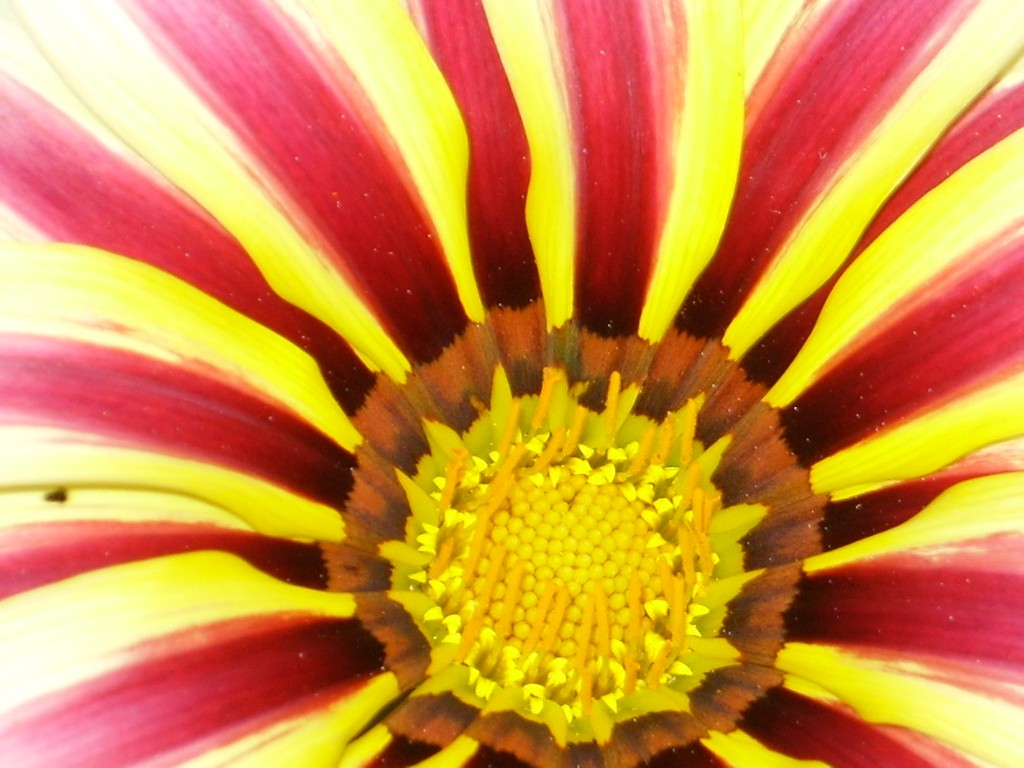 Wallpapers Nature Flowers gazania 