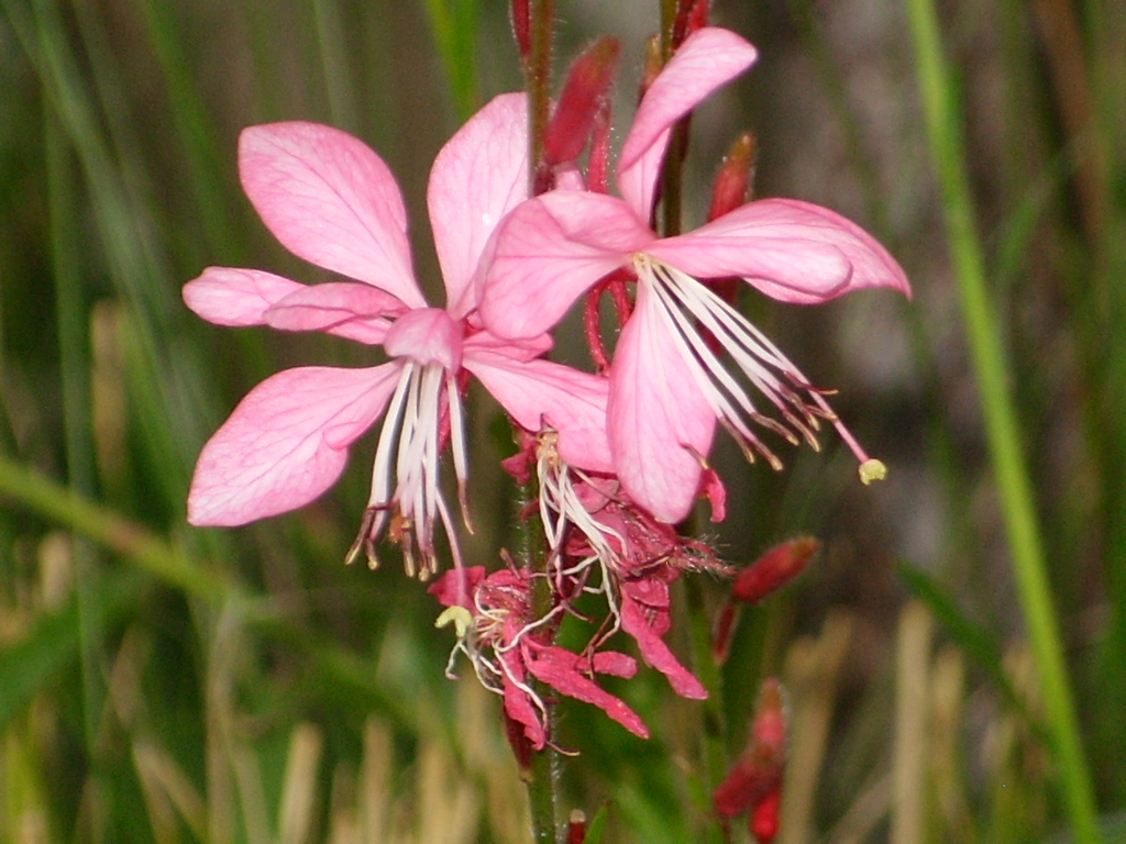 Wallpapers Nature Flowers gaura rose