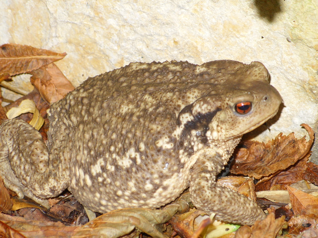 Wallpapers Animals Frogs - Toads crapaud dodu