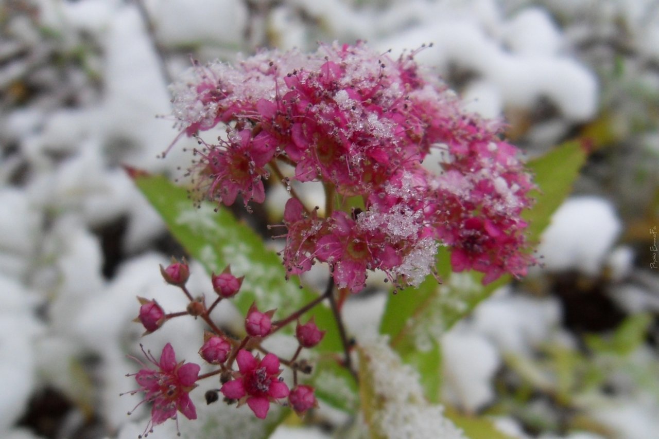 Fonds d'cran Nature Saisons - Hiver 