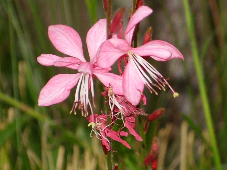 Fonds d'cran Nature Fleurs gaura rose