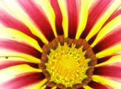 Fonds d'cran Nature gazania 