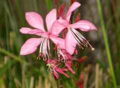 Fonds d'cran Nature gaura rose