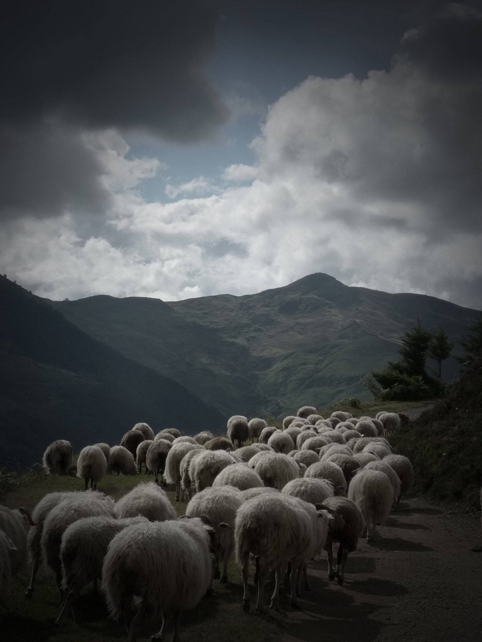 Fonds d'cran Animaux Moutons - Mouflons 