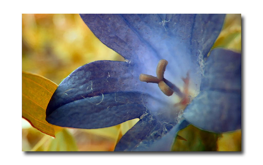 Fonds d'cran Nature Fleurs 