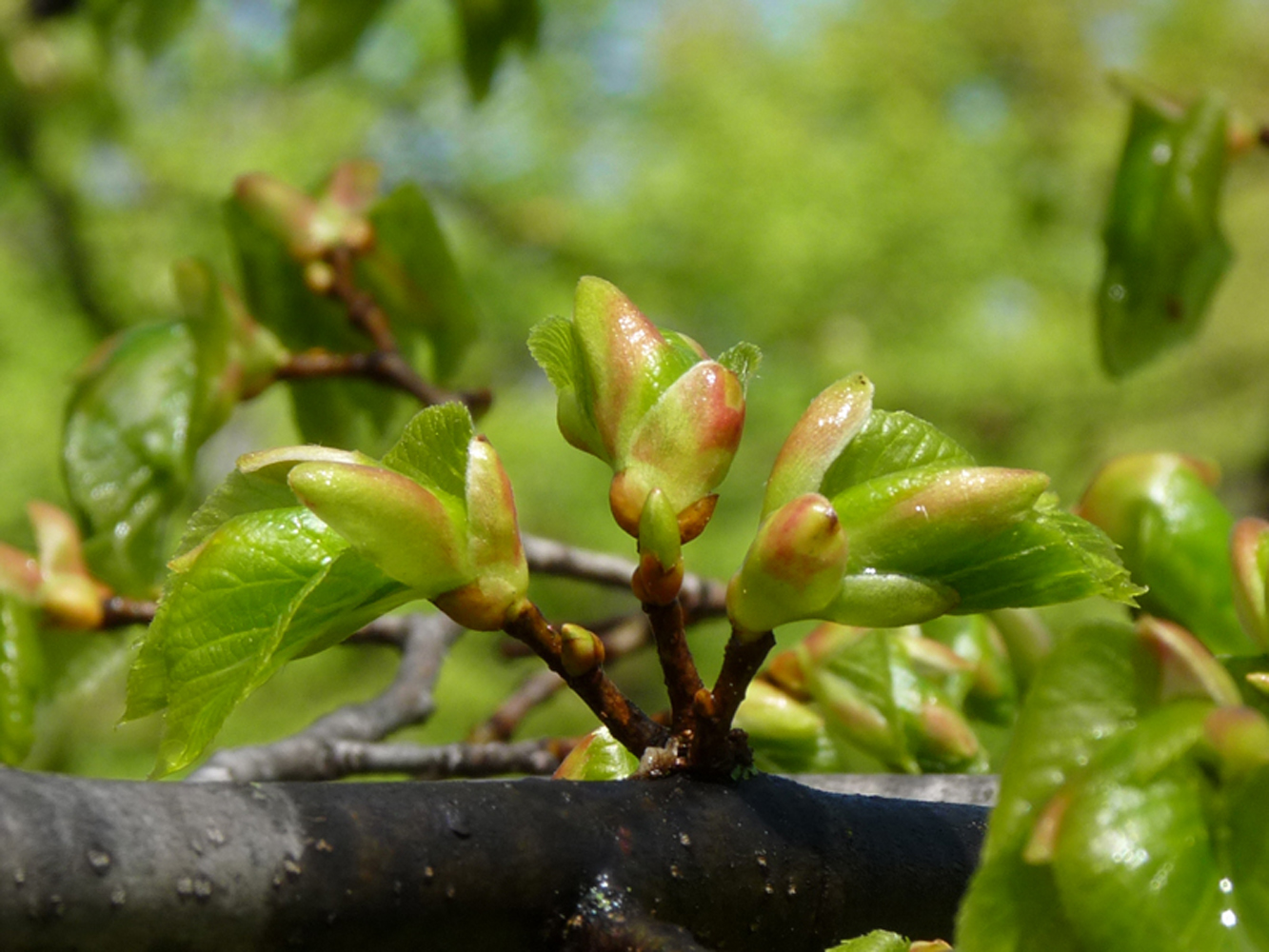 Fonds d'cran Nature Arbres - Forts 