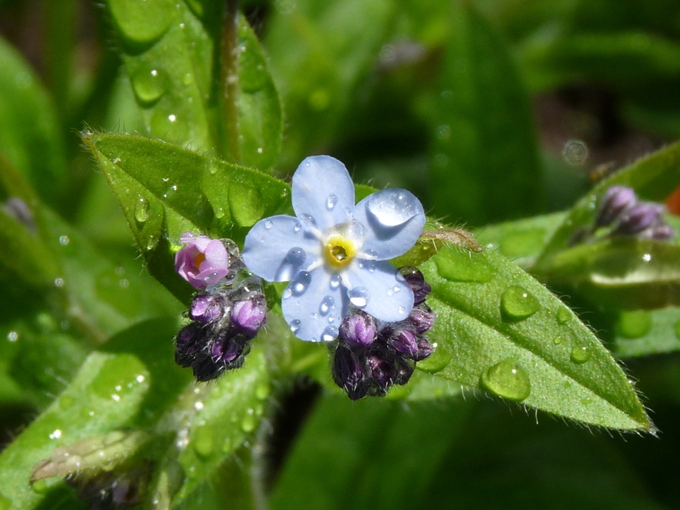 Fonds d'cran Nature Fleurs 