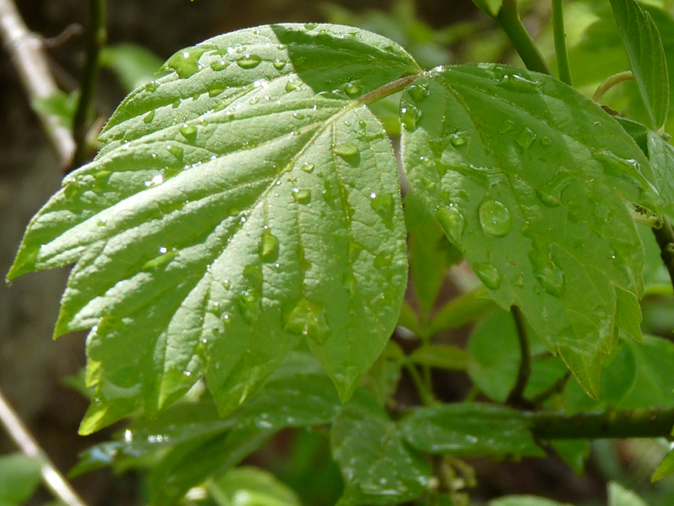 Fonds d'cran Nature Feuilles - Feuillages 