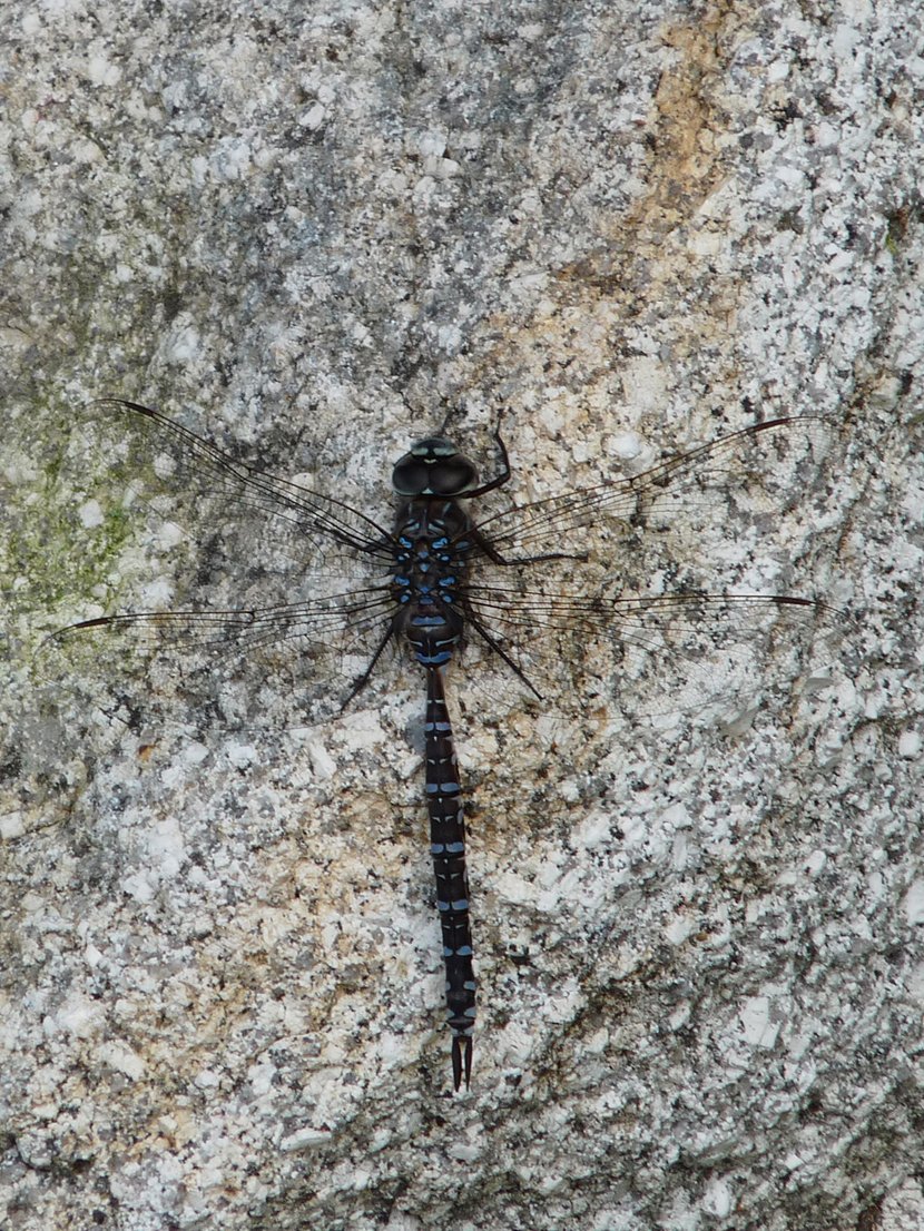 Fonds d'cran Animaux Insectes - Libellules 