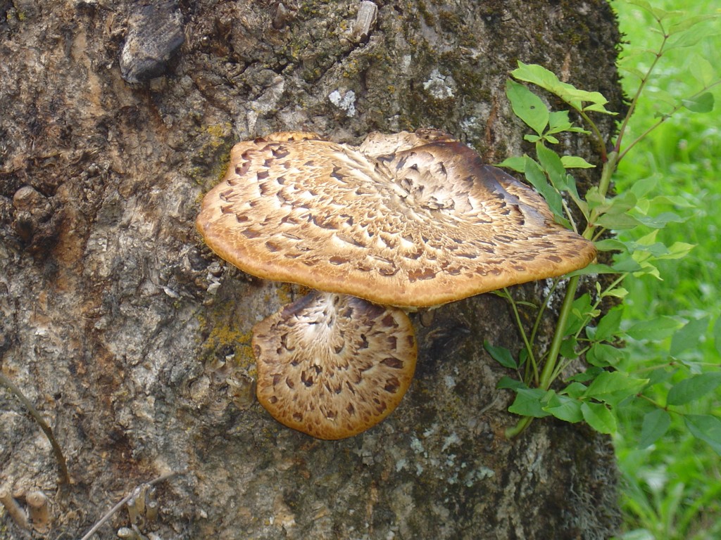 Wallpapers Nature Mushrooms champignon d'arbre