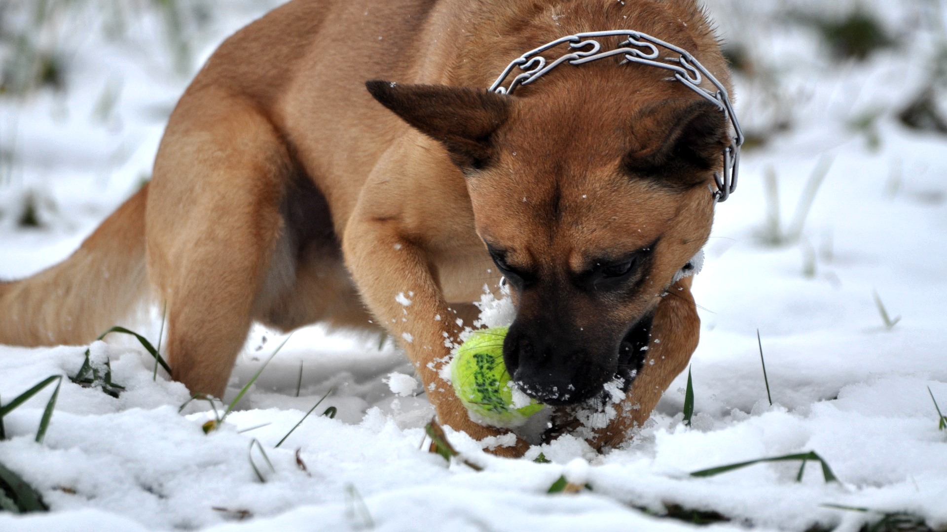 Fonds d'cran Animaux Chiens 