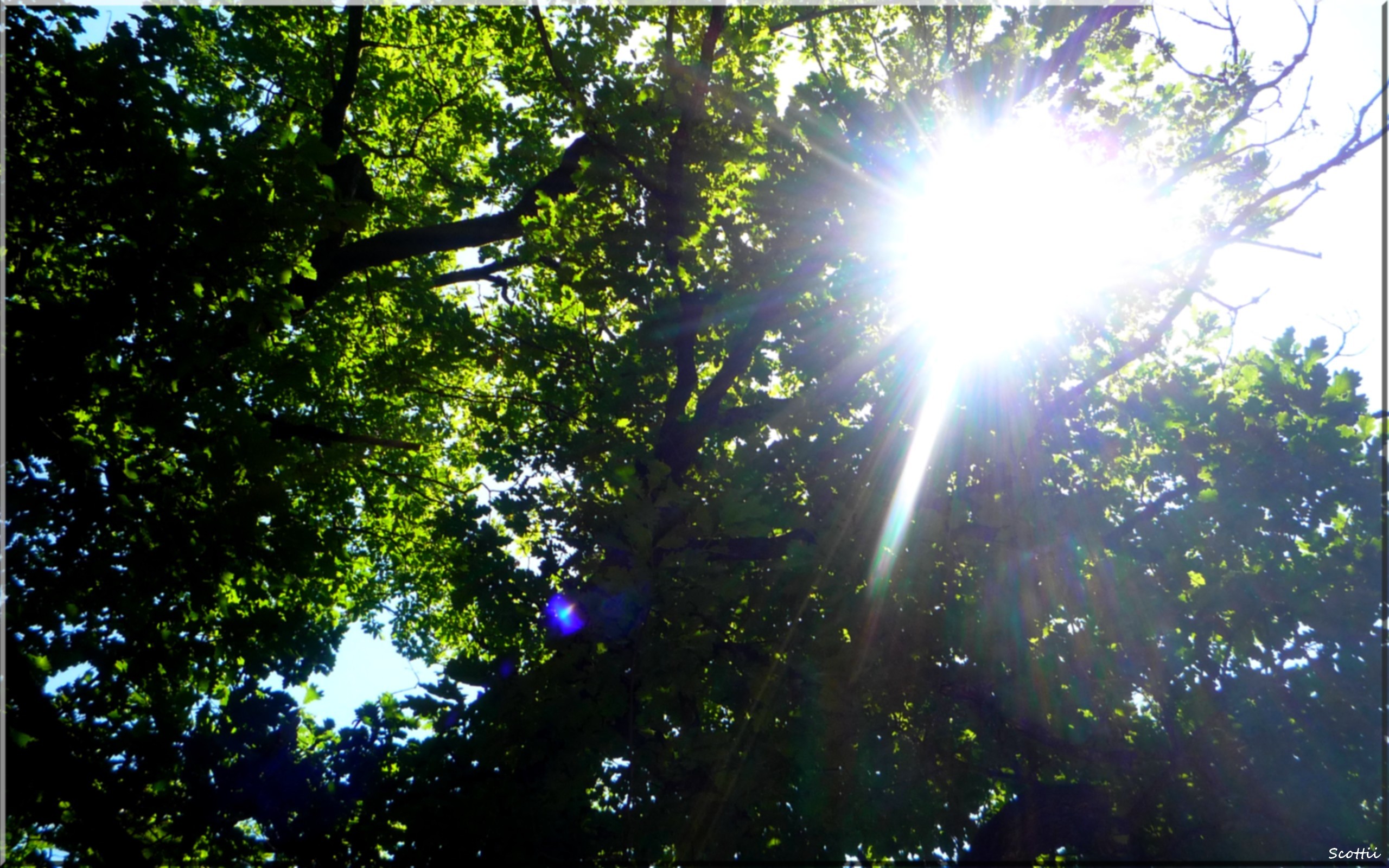 Fonds d'cran Nature Arbres - Forts La lumire du soleil