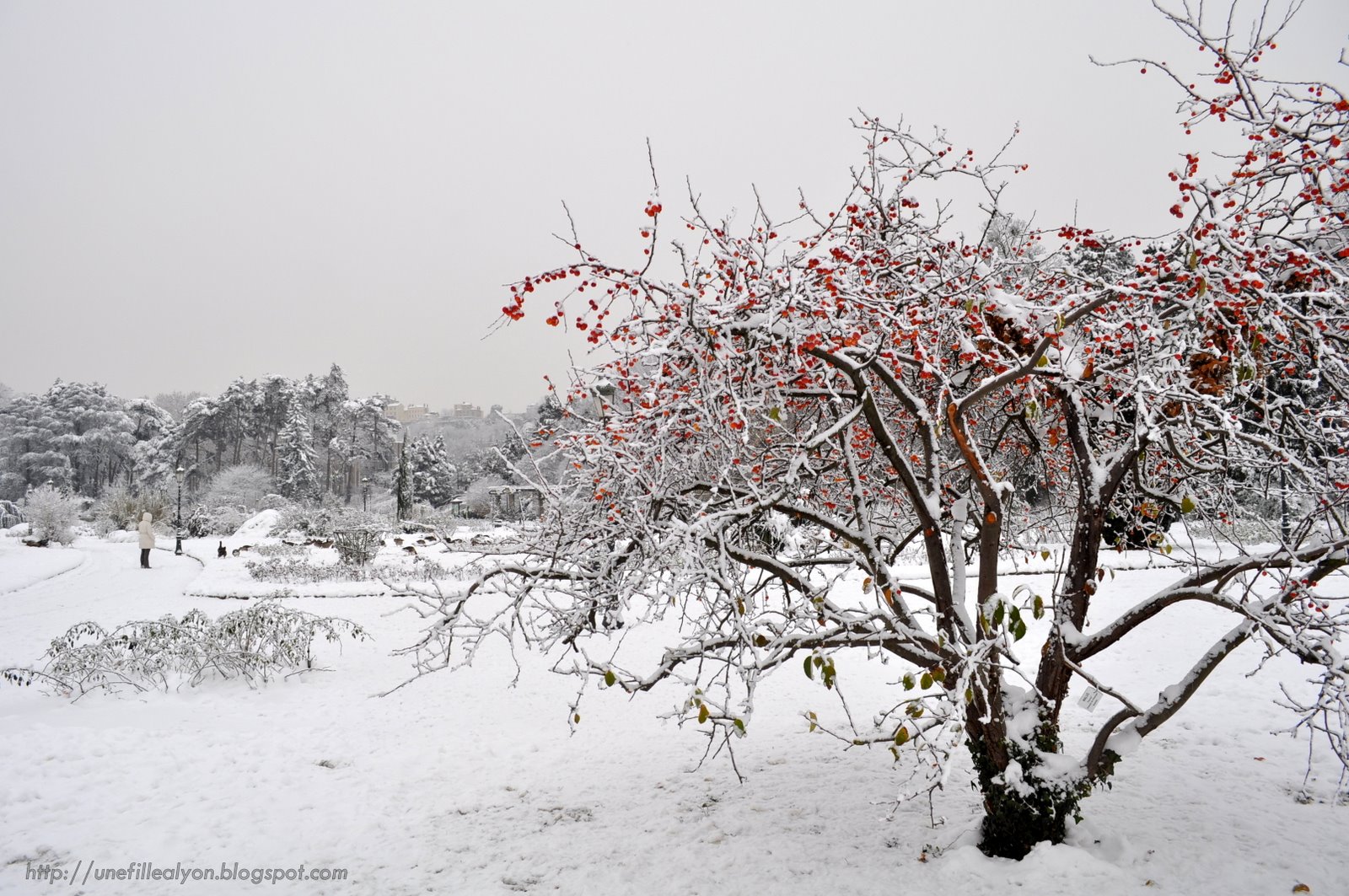 Fonds d'cran Nature Arbres - Forts 