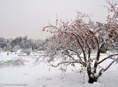 Fonds d'cran Nature Image sans titre N272524